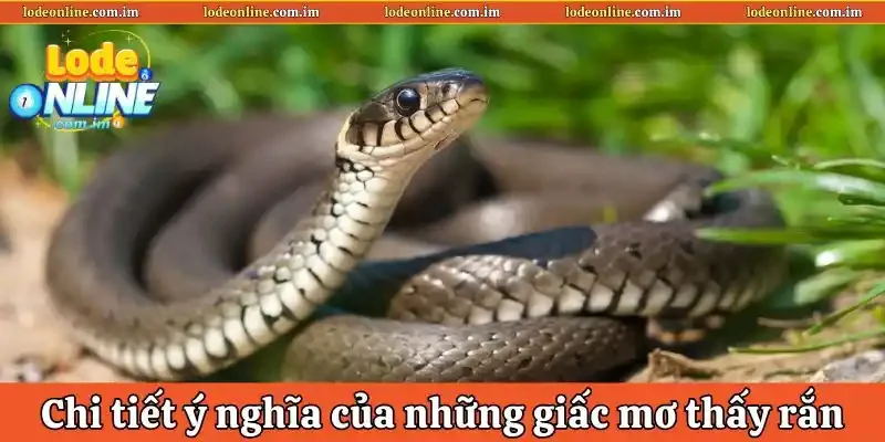 Tìm hiểu chi tiết ý nghĩa của những giấc mơ thấy rắn